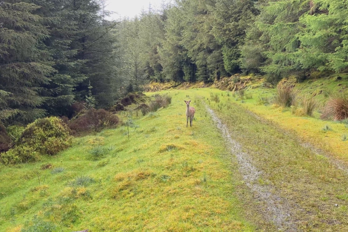 Young Deer in Rainy Woodland – Cinematic Wildlife Footage