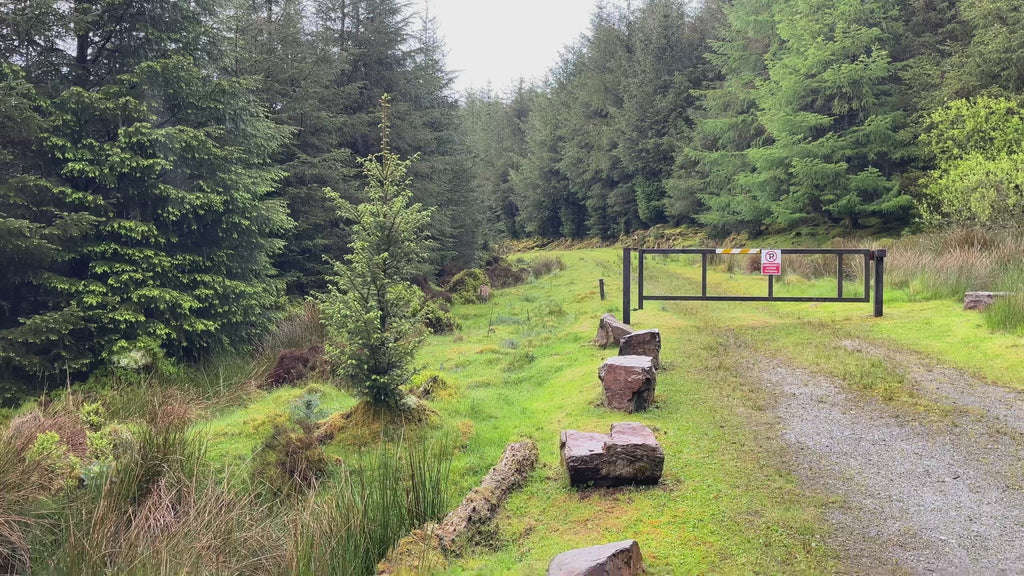 Young Deer in Rainy Woodland – Cinematic Wildlife Footage