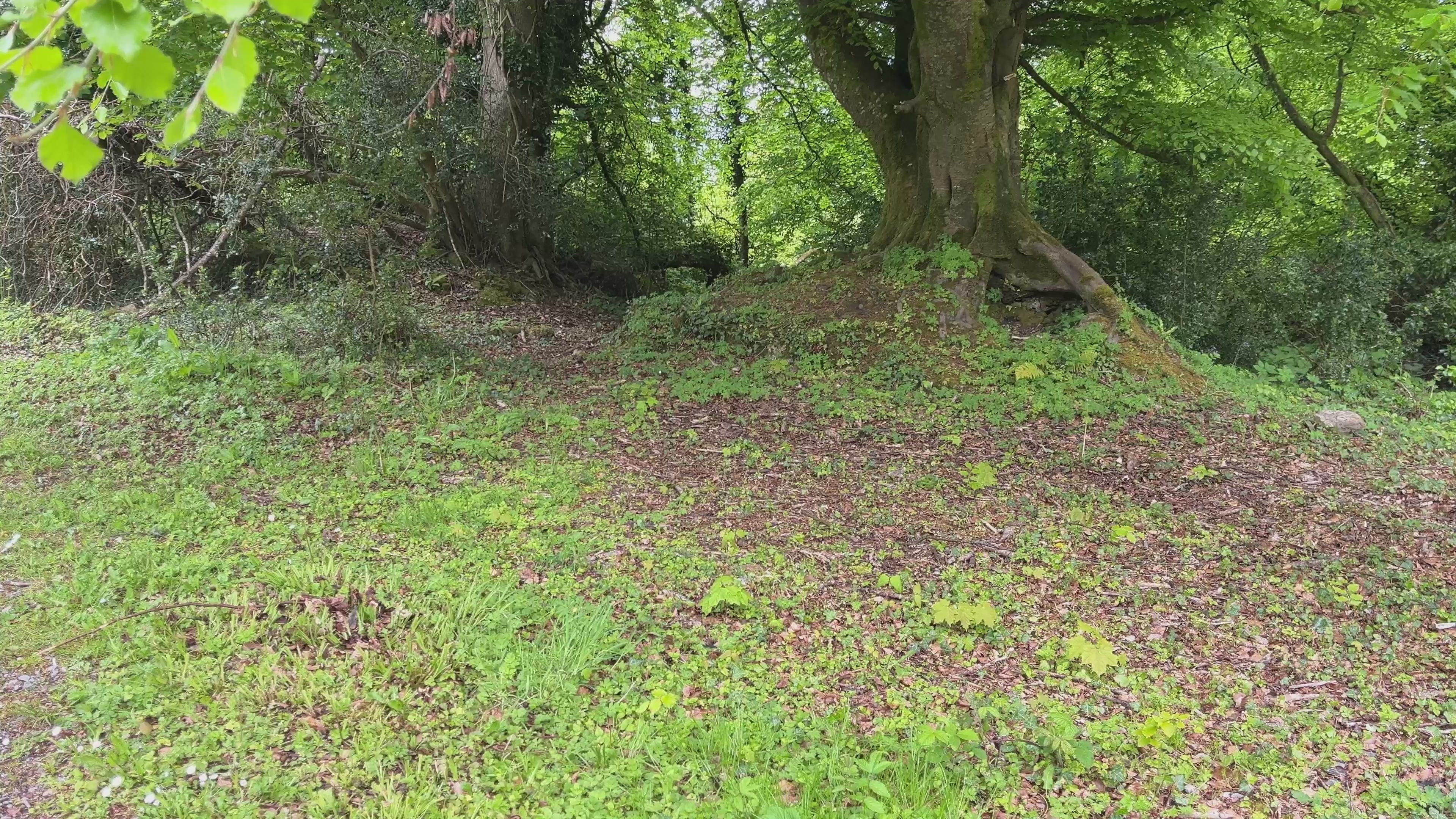 Walking Through Lush Forest Undergrowth – Cinematic Nature Footage