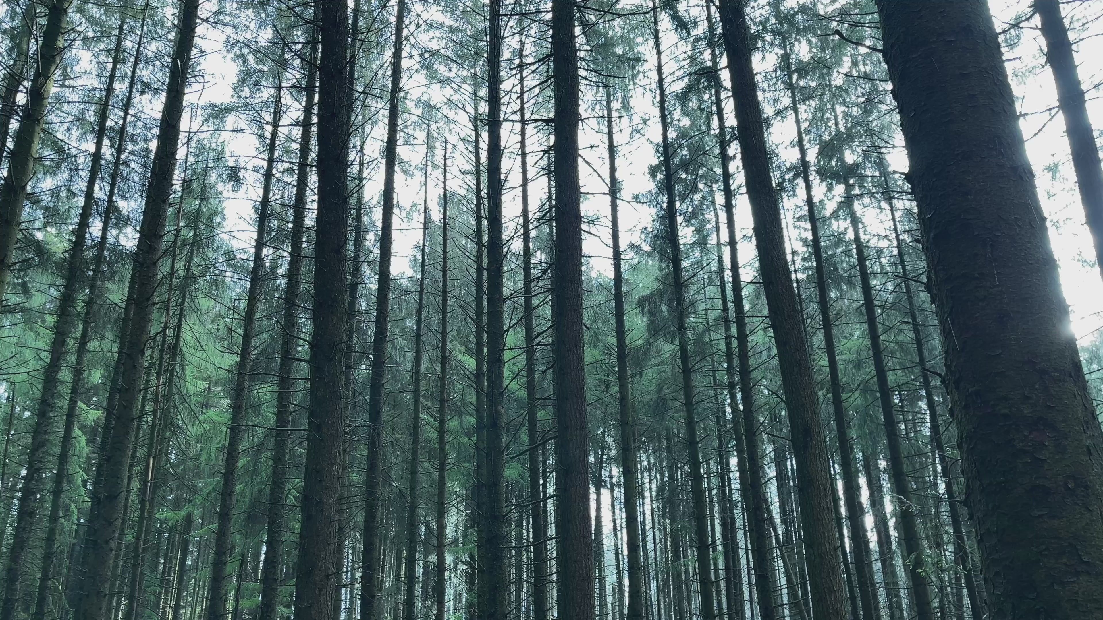 Tall Forest Trees in Rain – Atmospheric Woodland Footage