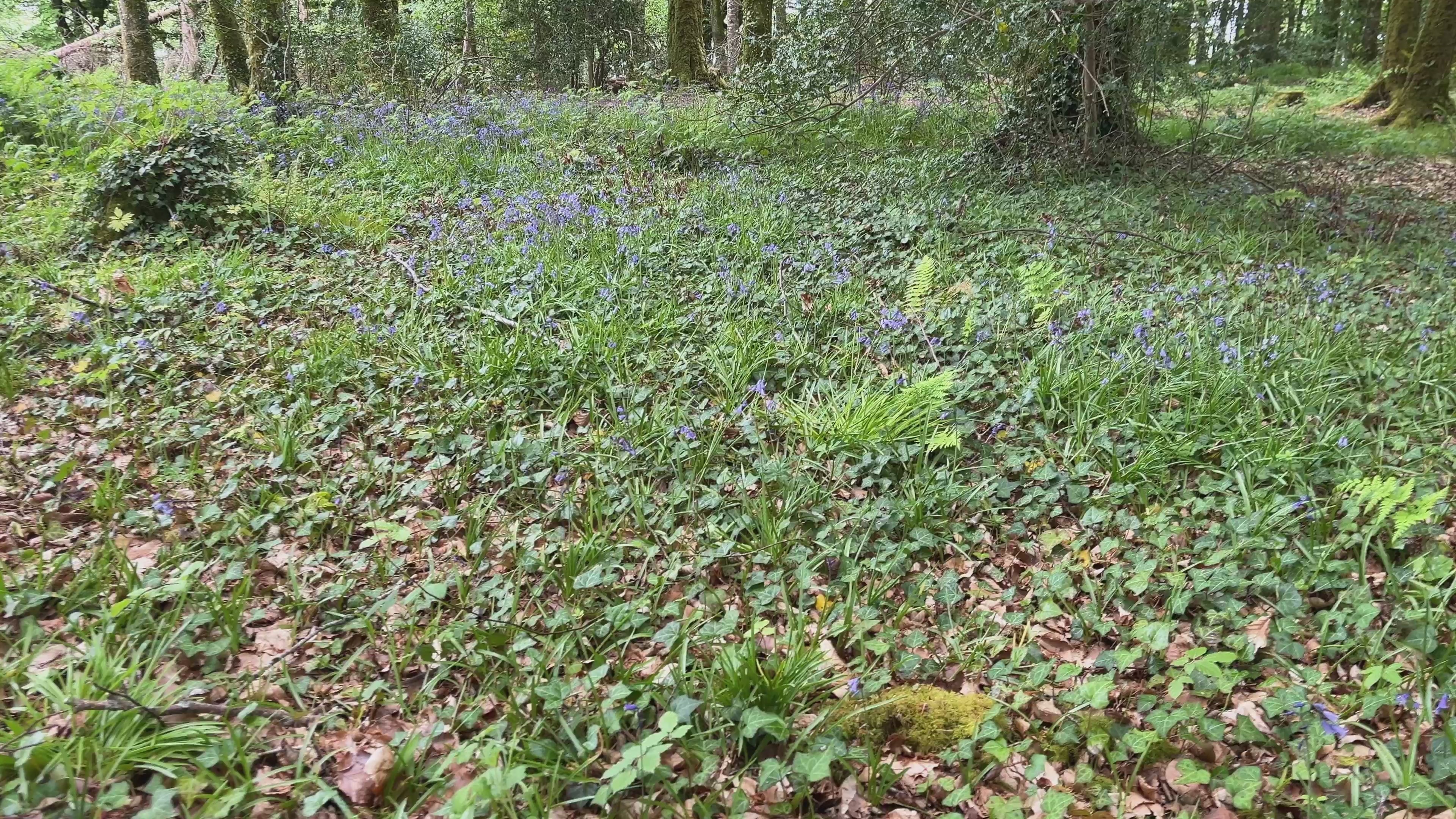 Walking Through Woodland Bluebells – Cinematic Forest Footage