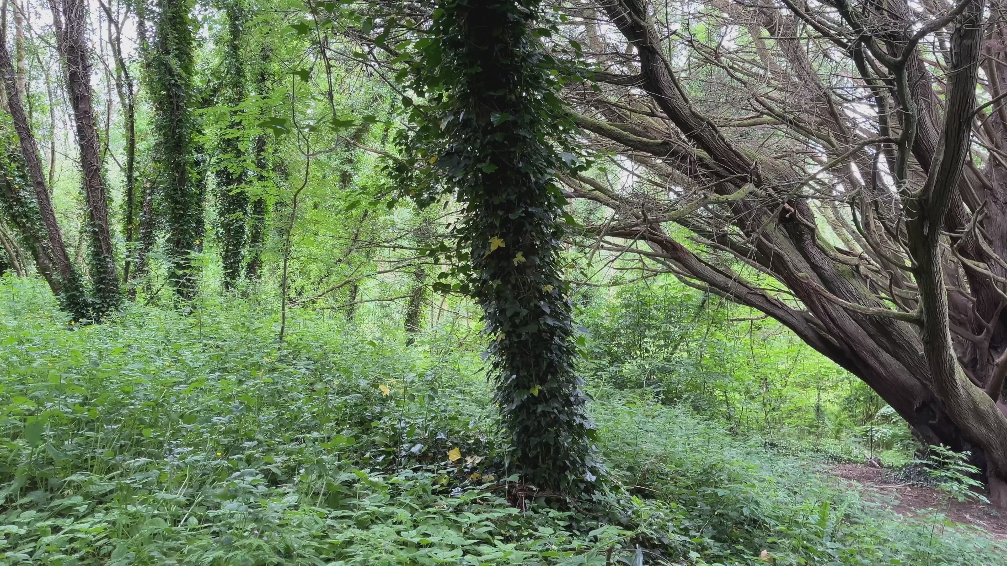 Ancient Woodland Tree, Castle Archdale, Fermanagh – Cinematic Northern Ireland Footage