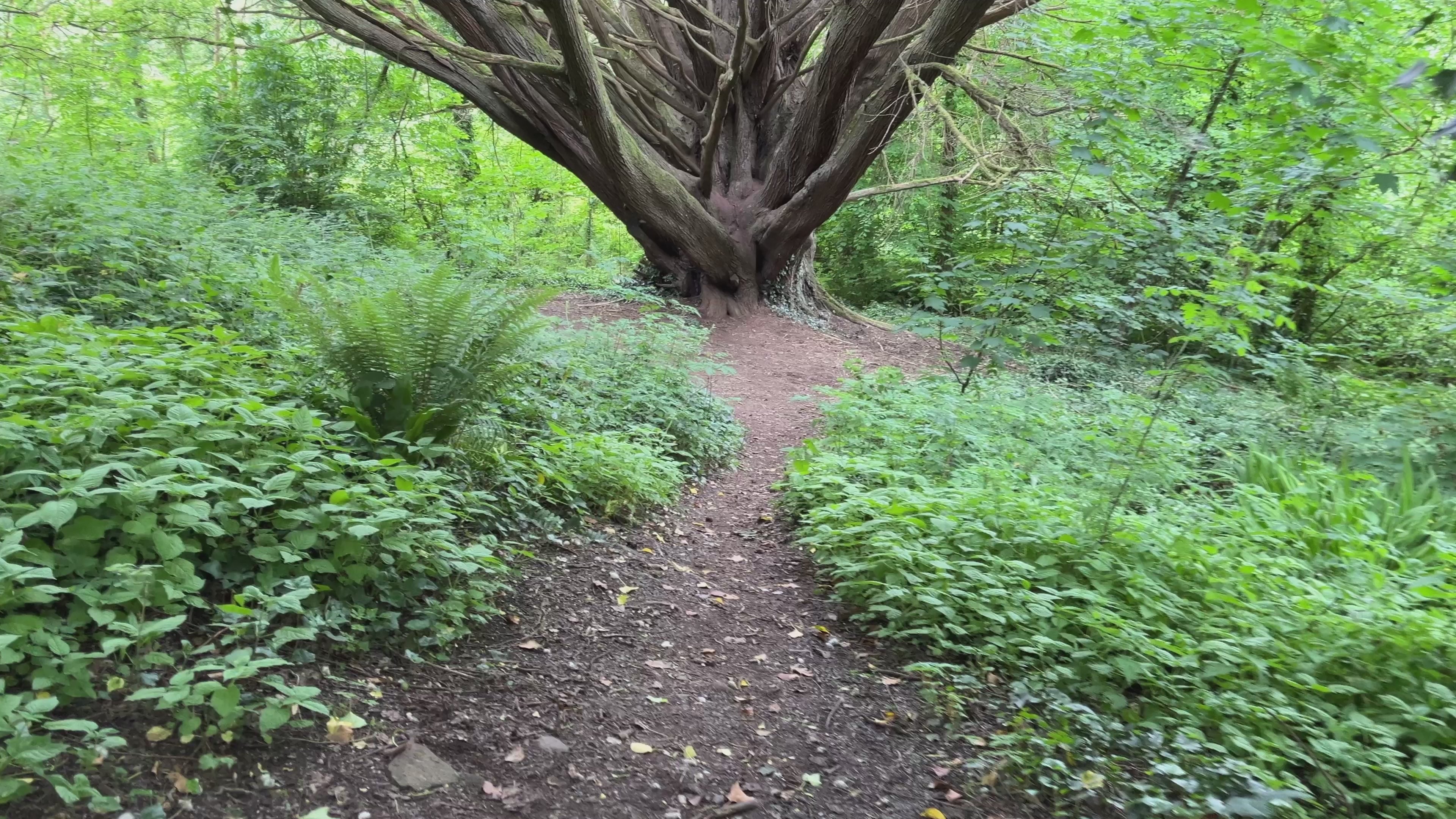 Ancient Woodland Tree Up Close, Castle Archdale, Fermanagh – Cinematic Northern Ireland Footage