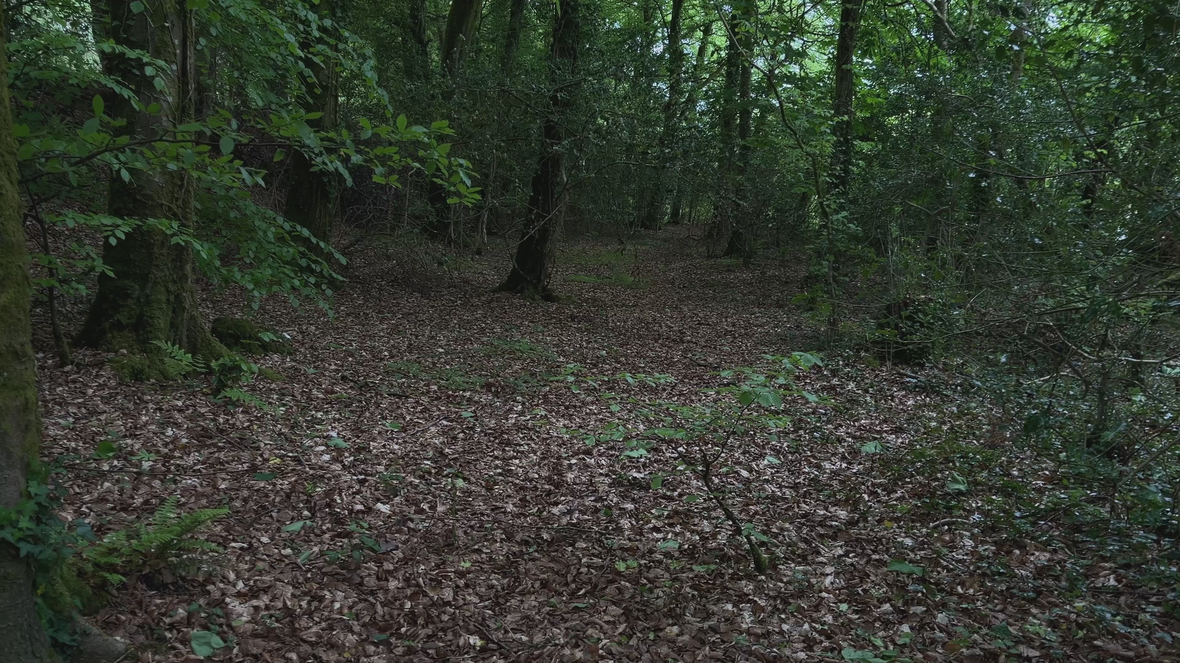 Atmospheric Woodland Walk – Eerie Forest Path Footage