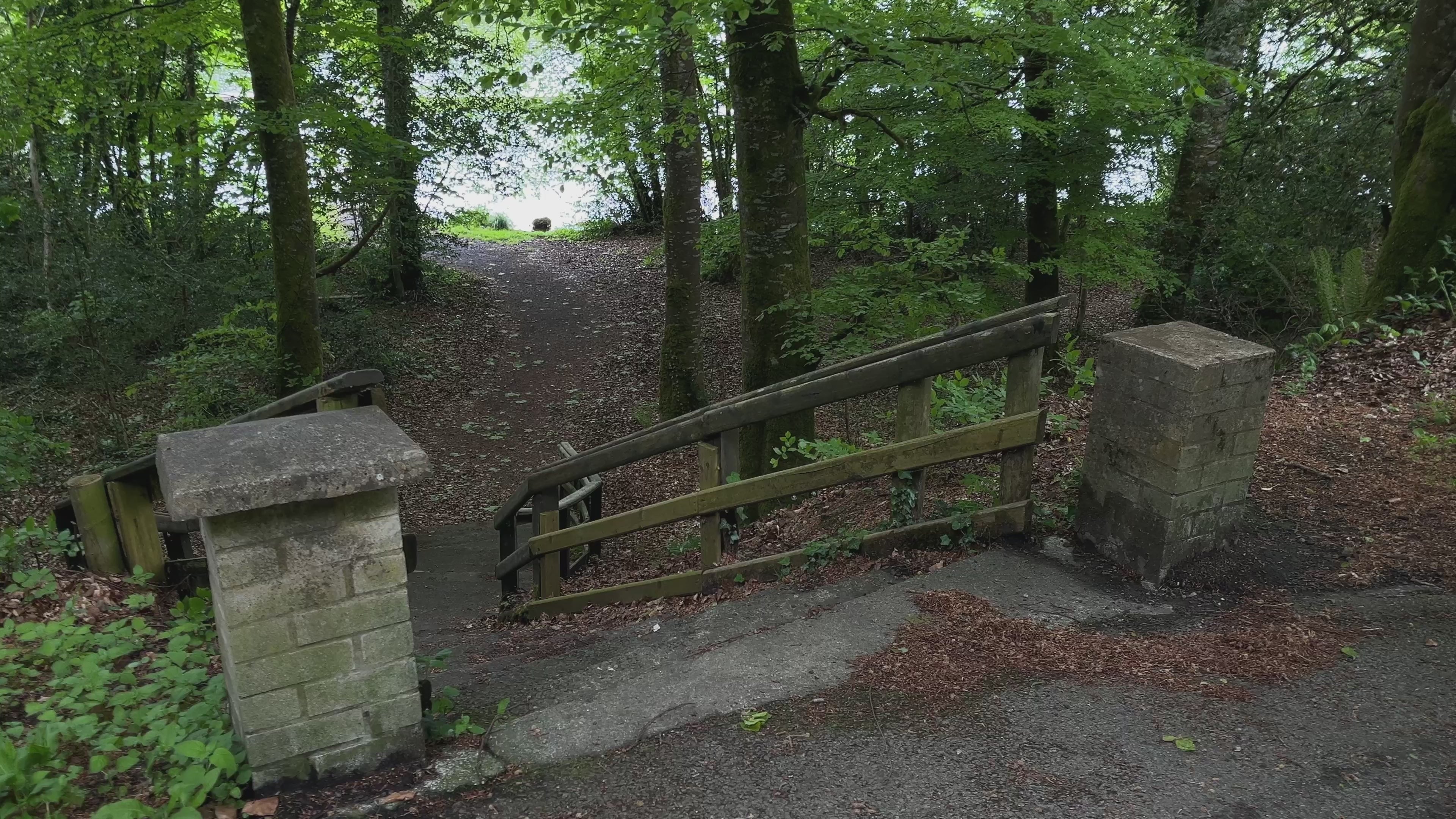Atmospheric Forest Stone Steps – Cinematic Woodland Walk