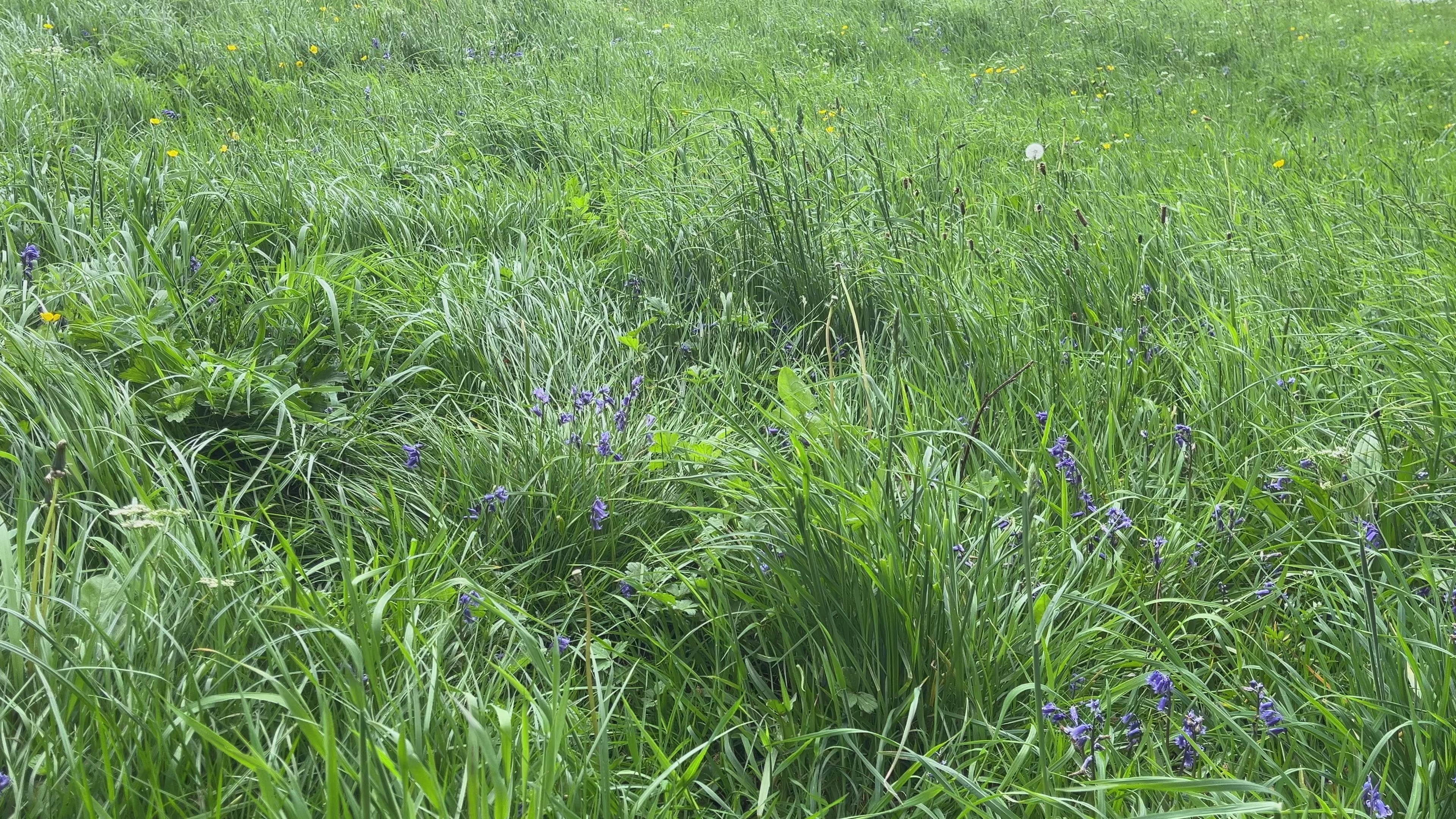 Wildflower Meadow Field – Cinematic Countryside Footage