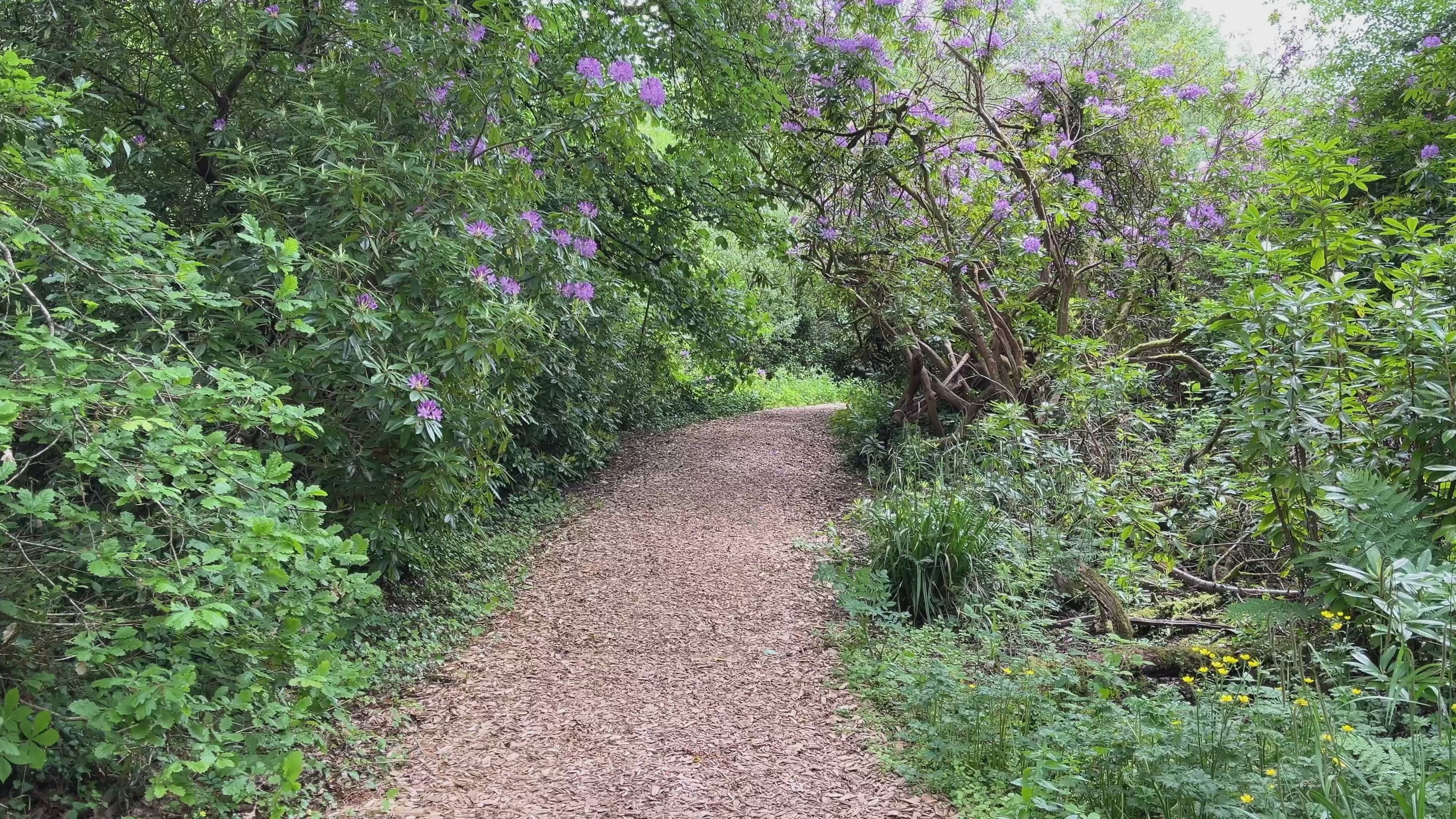 Woodland Pathway & Wildflowers, Castle Archdale, Fermanagh – Cinematic Northern Ireland Footage