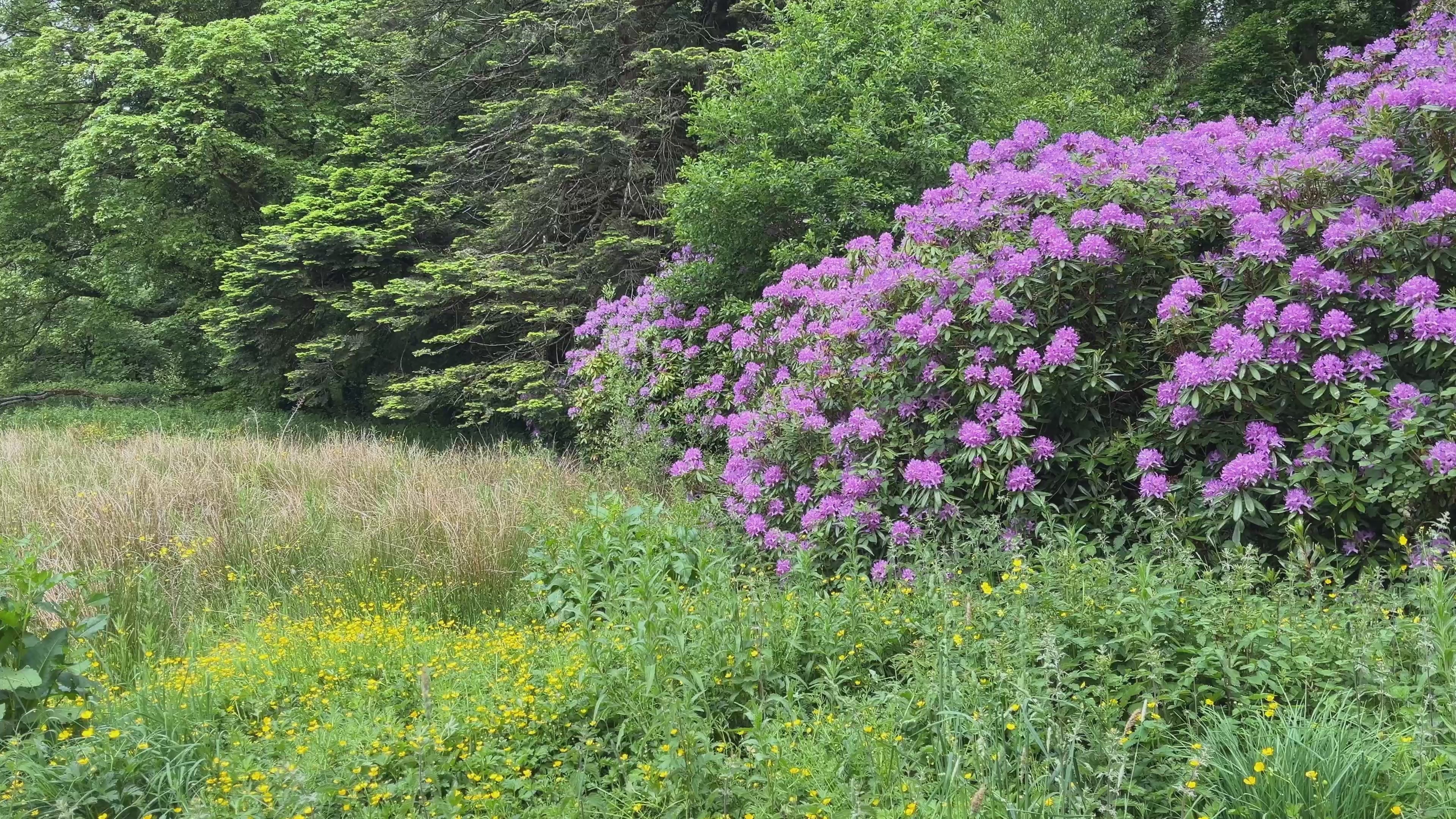 Wildflower Field Pan, Castle Archdale, Fermanagh – Cinematic Northern Ireland Footage