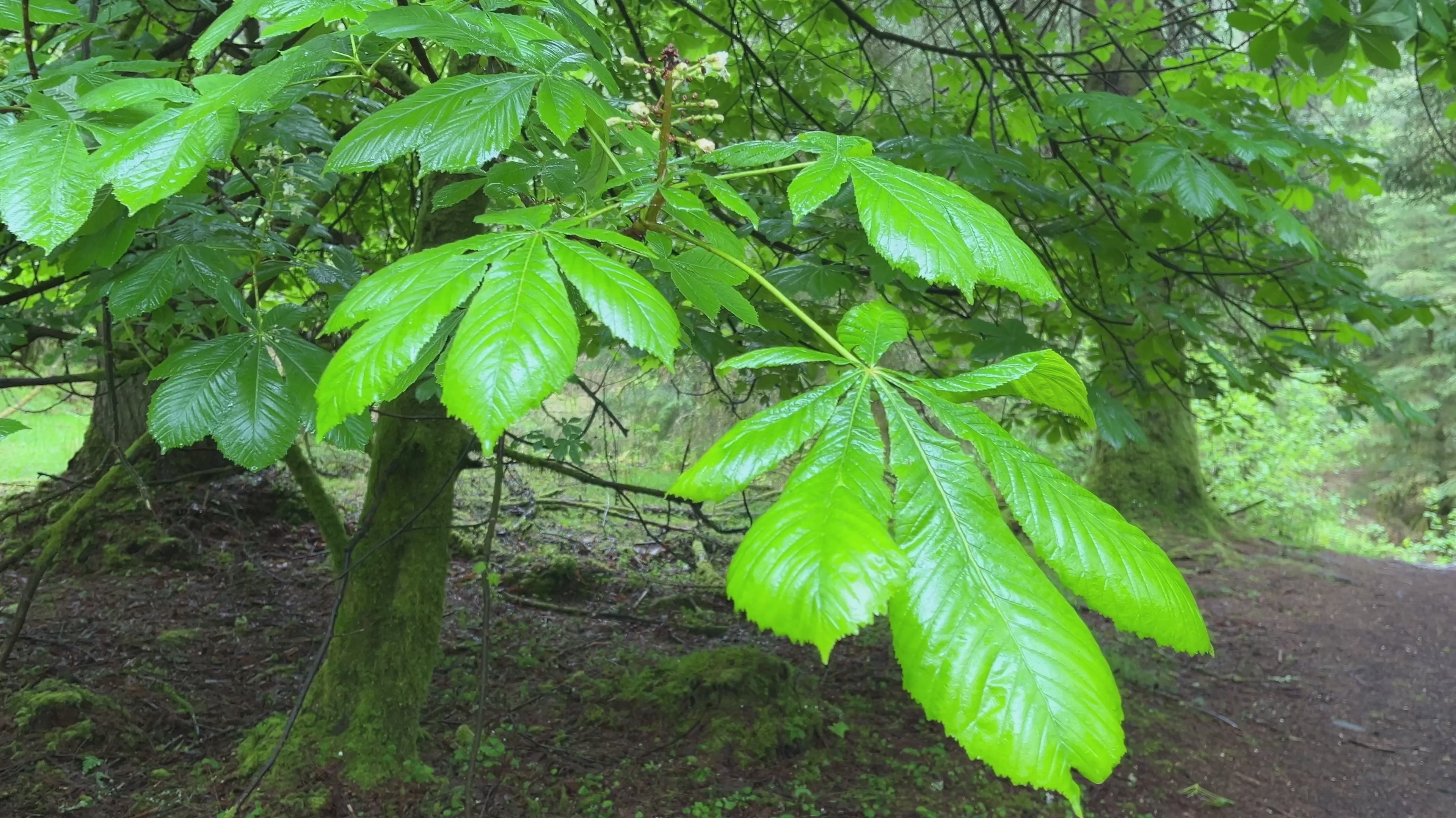 Rain Falling on Forest Leaves – Atmospheric Woodland Footage