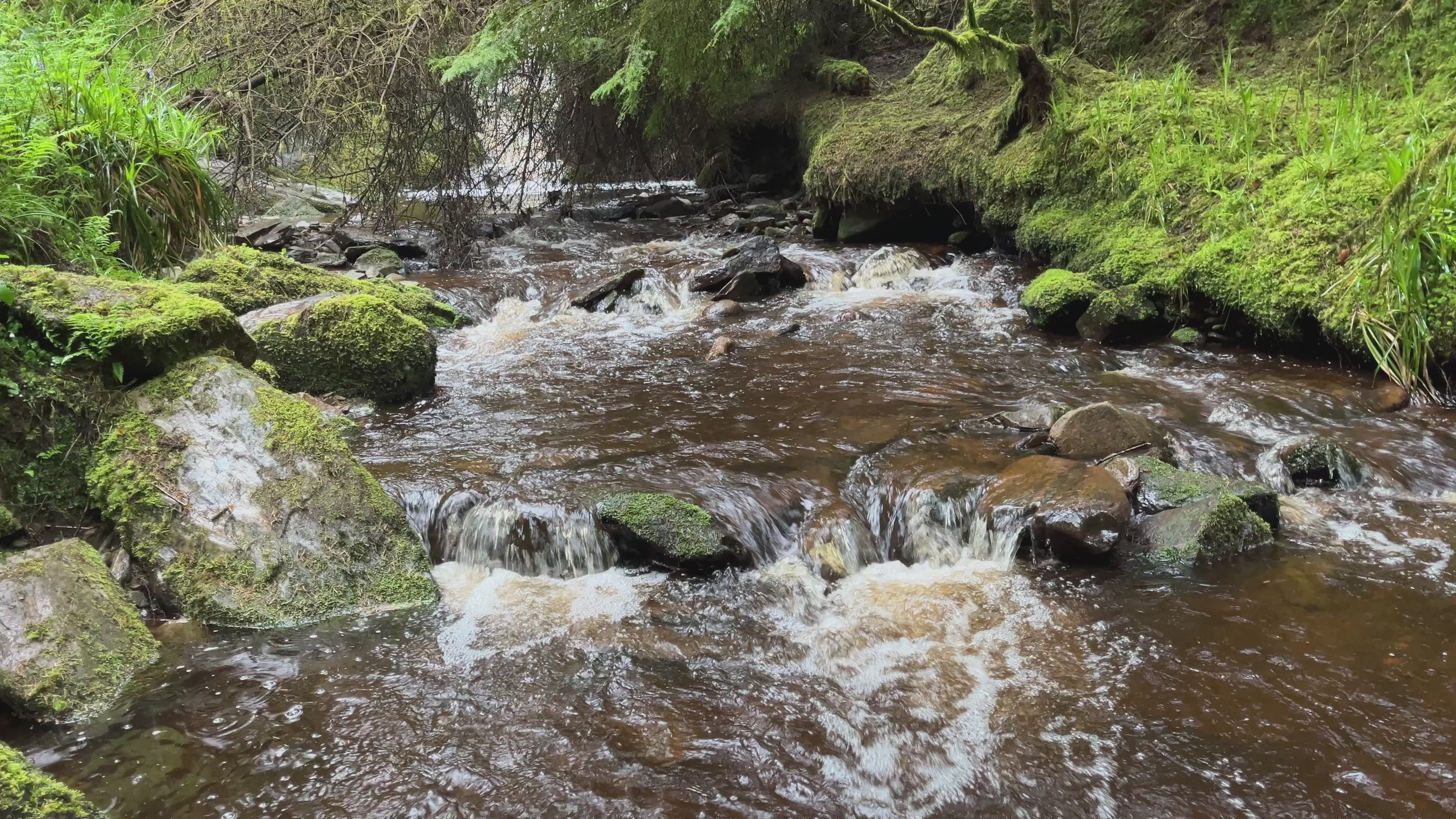 Water Flowing Through Forest Stream – Cinematic Woodland Footage